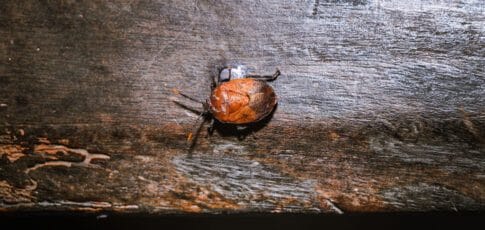 Tech News 11 some stinkbugs legs carry a mobile fungal