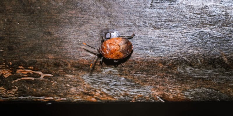 Some stinkbugs’ legs carry a mobile fungal garden 3 some stinkbugs legs carry a mobile fungal