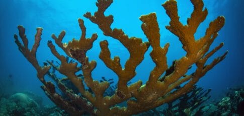 Tech News 12 corals survived past climate changes by retreating