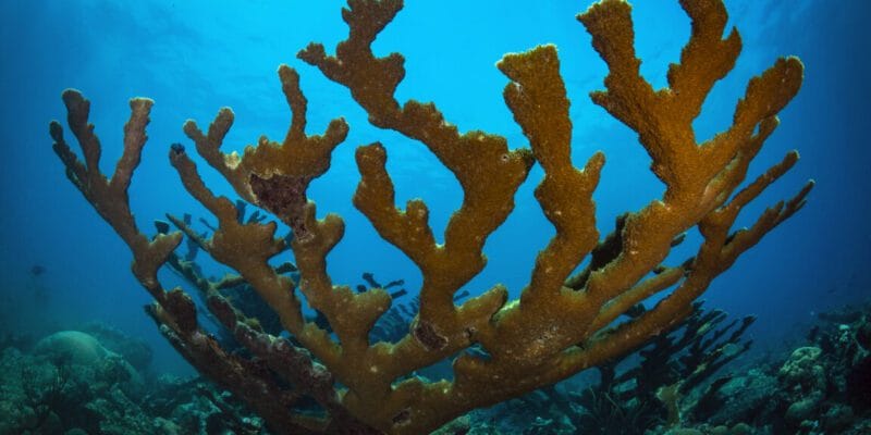Corals survived past climate changes by retreating to the deeps 16 corals survived past climate changes by retreating