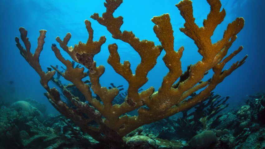 corals survived past climate changes by retreating
