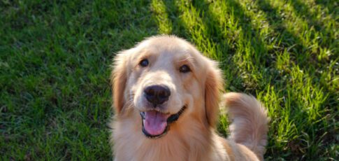 many genes associated with dog behavior influence