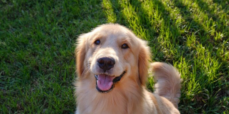 Many genes associated with dog behavior influence human personalities, too 15 many genes associated with dog behavior influence