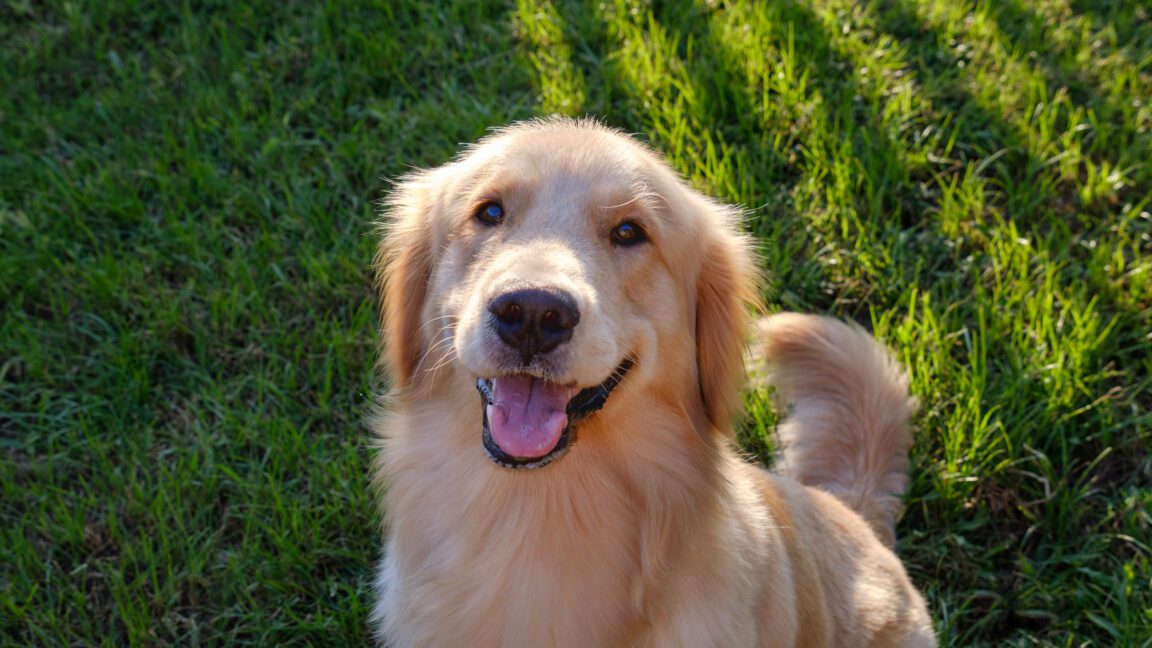 many genes associated with dog behavior influence