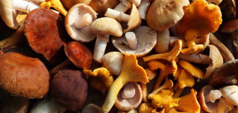 mushroom foragers collect 160 species for food