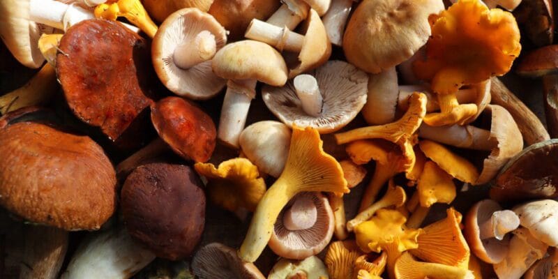 Mushroom foragers collect 160 species for food, medicine, art, and science 8 mushroom foragers collect 160 species for food