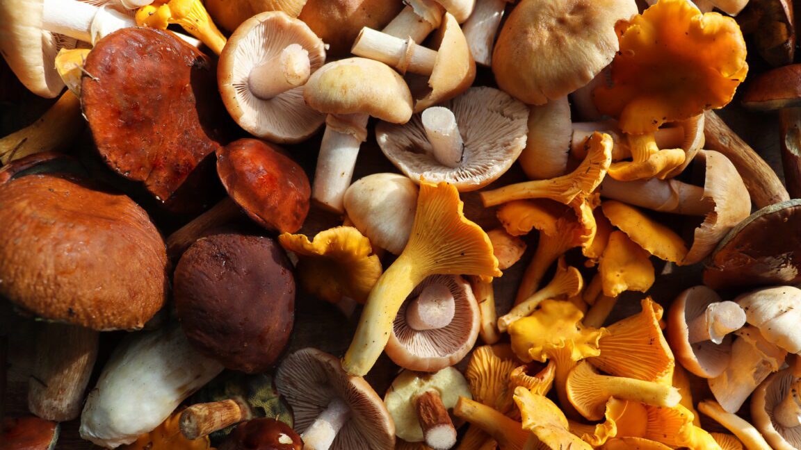 mushroom foragers collect 160 species for food