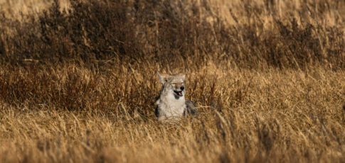 reintroduced carnivores impacts on ecosystems are still