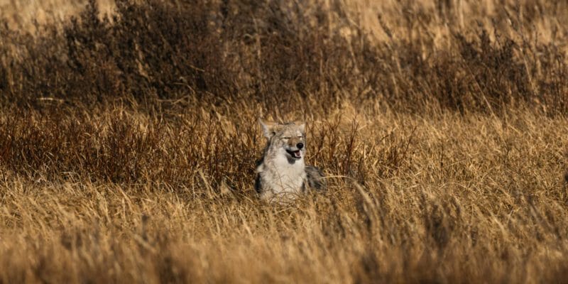 Reintroduced carnivores’ impacts on ecosystems are still coming into focus 8 reintroduced carnivores impacts on ecosystems are still