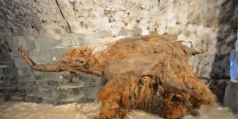 World’s oldest RNA extracted from ice age woolly mammoth 1 world s oldest rna extracted from ice