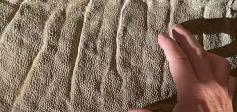 Tech News 12 wyoming dinosaur mummies give us a new