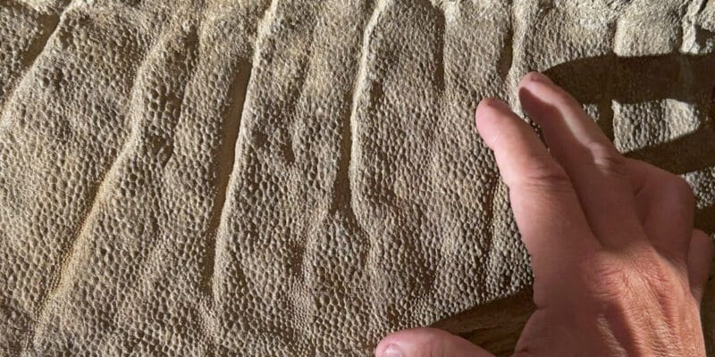 wyoming dinosaur mummies give us a new