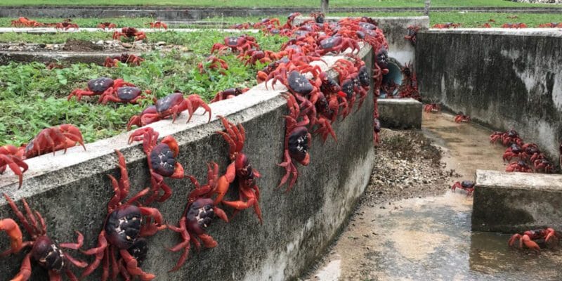Google says project on famous crab-covered island is about cables, not combat 13 google says project on famous crab-covered island