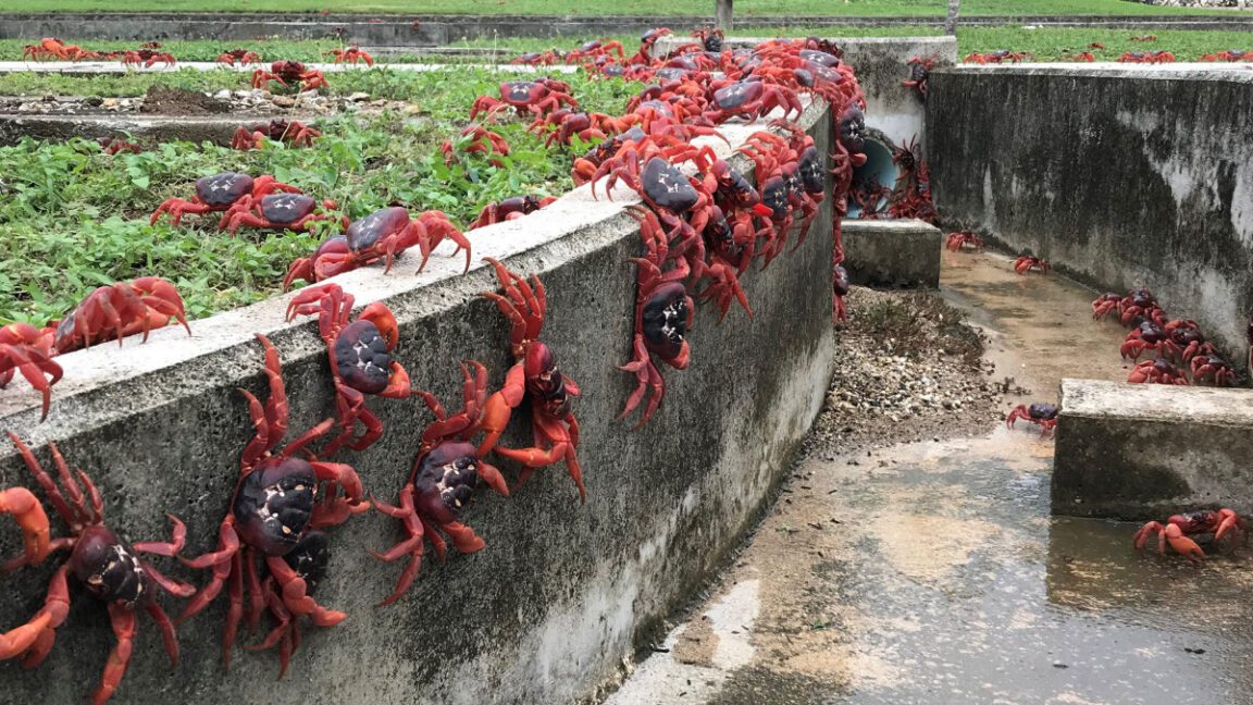 google says project on famous crab-covered island