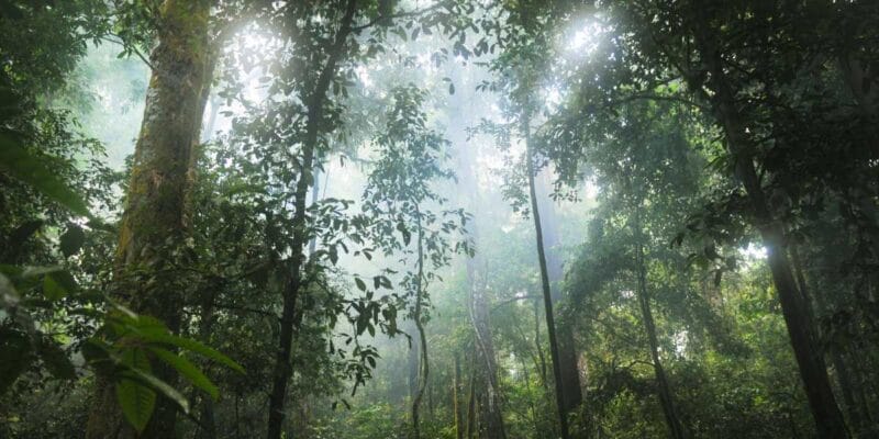 Google to buy carbon credits from massive Amazonian reforestation project 7 google to buy carbon credits from massive