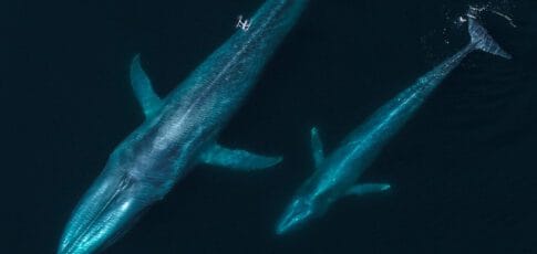 Tech News 4 flying with whales drones are remaking marine