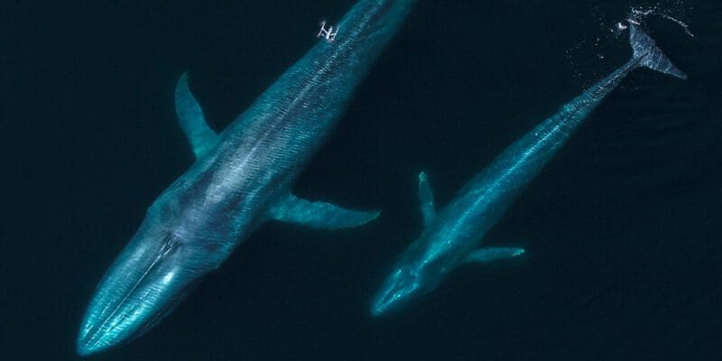 Flying with whales: Drones are remaking marine mammal research 13 flying with whales drones are remaking marine