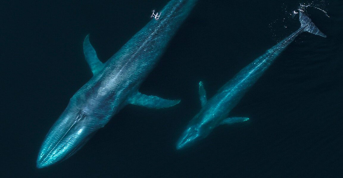 flying with whales drones are remaking marine
