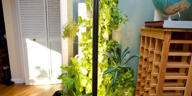 this smart garden turned my black thumb