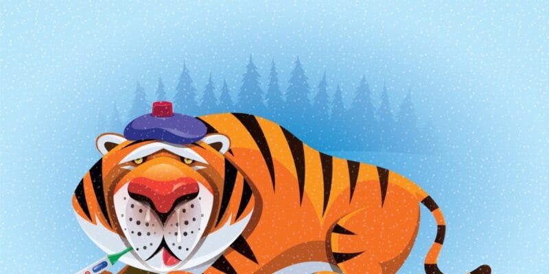 tiger global plans cautious venture future with