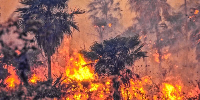 Brazil weakens Amazon protections days after COP30 2 brazil weakens amazon protections days after cop30