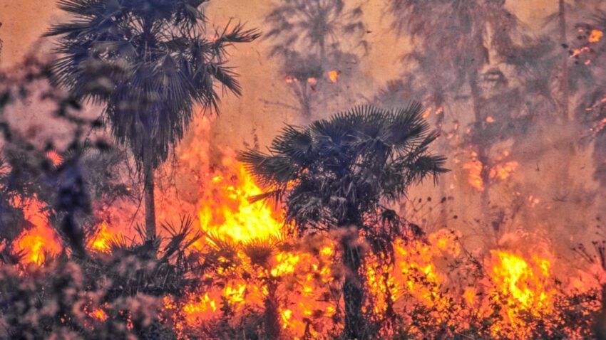Brazil weakens Amazon protections days after COP30 1 brazil weakens amazon protections days after cop30