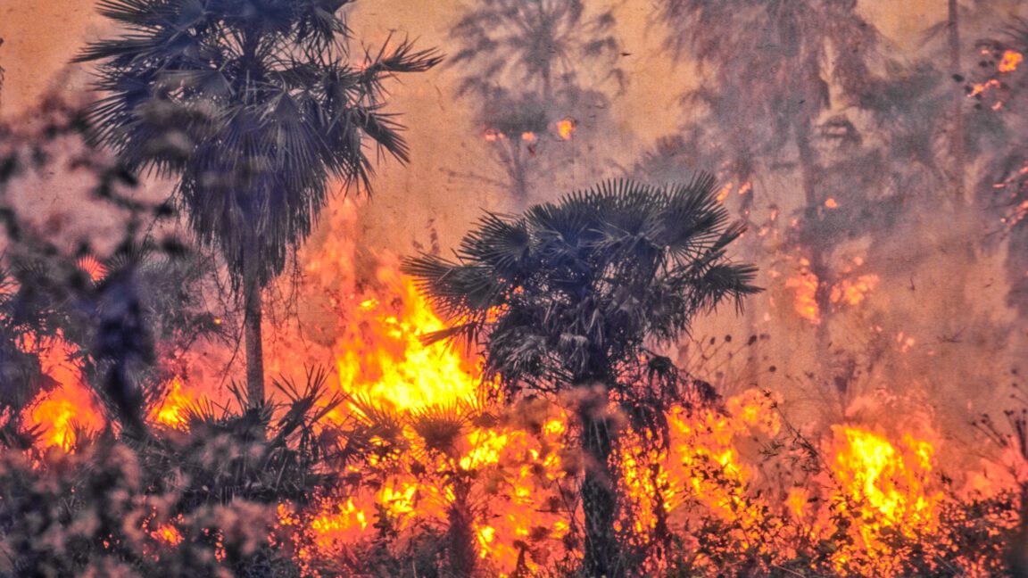 brazil weakens amazon protections days after cop30