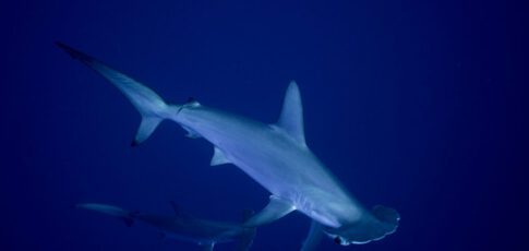 Tech News 12 sharks and rays gain landmark protections as