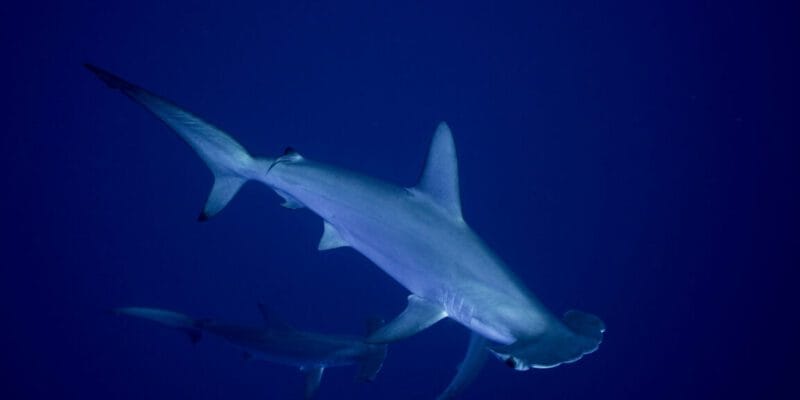 Sharks and rays gain landmark protections as nations move to curb international trade 2 sharks and rays gain landmark protections as