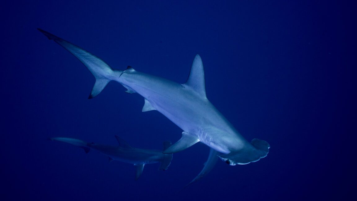 sharks and rays gain landmark protections as