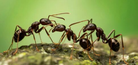 Tech News 8 the evolution of expendability why some ants