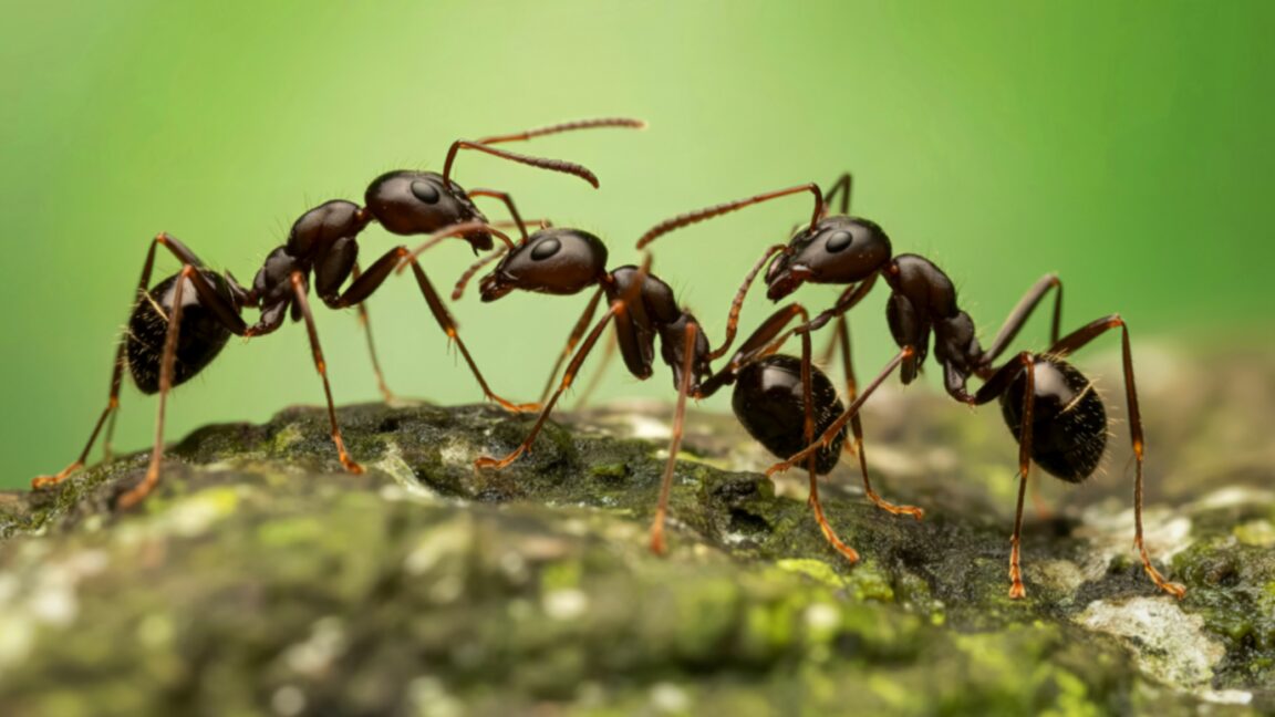 the evolution of expendability why some ants