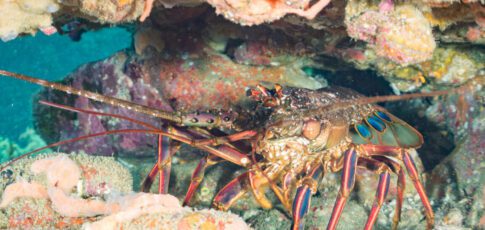 Tech News 6 looking for friends lobsters may stumble into