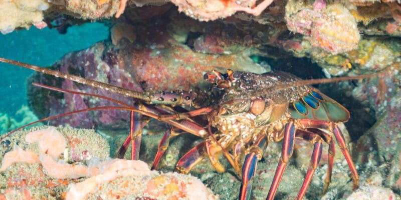 Looking for friends, lobsters may stumble into an ecological trap 13 looking for friends lobsters may stumble into