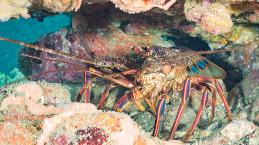 looking for friends lobsters may stumble into