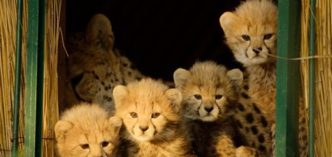 Tech News 3 apple tv s newest nature docuseries is