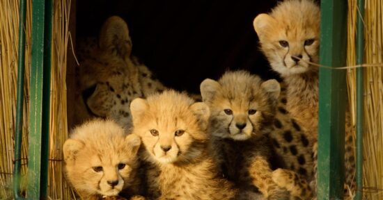 apple tv s newest nature docuseries is