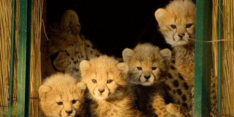 Apple TV’s newest nature docuseries is now available 6 apple tv s newest nature docuseries is