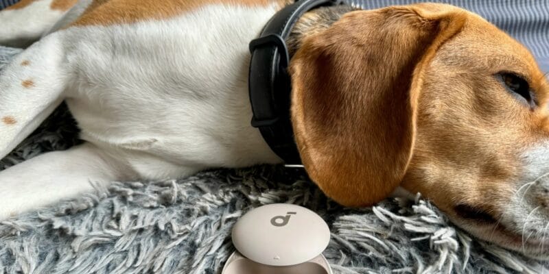 My favorite snore-blocking sleepbuds are down to their lowest price 3 my favorite snore-blocking sleepbuds are down to