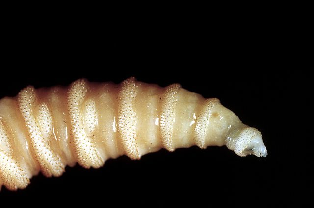 flesh-eating flies are eating their way through