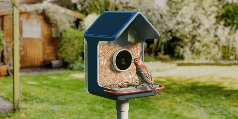 Birdbuddy’s new smart feeders aim to make spotting birds easier, even for beginners 3 birdbuddy s new smart feeders aim to