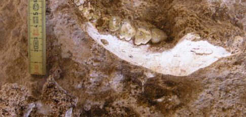 we have a fossil closer to our