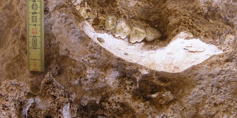 we have a fossil closer to our