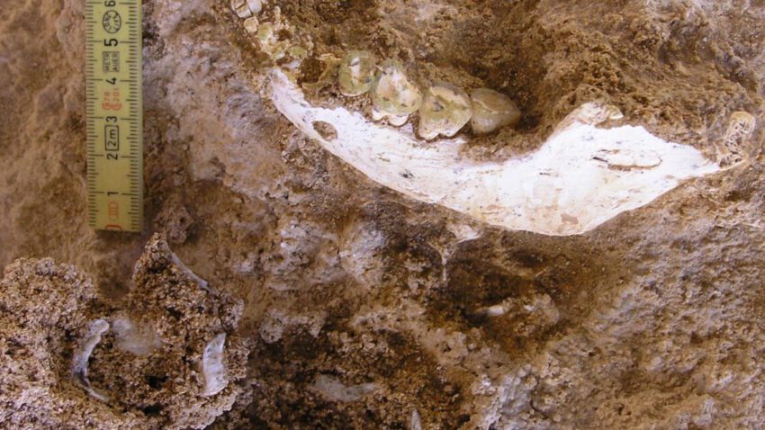 we have a fossil closer to our