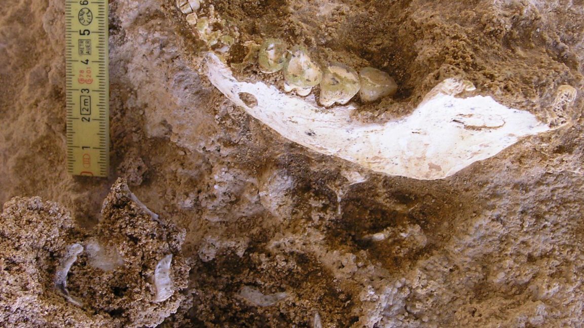 we have a fossil closer to our