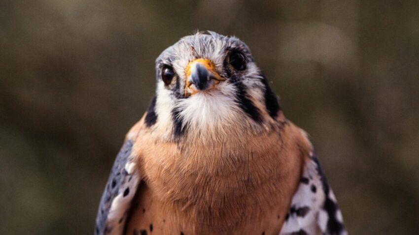 Tech News 8 tiny falcons are helping keep the food