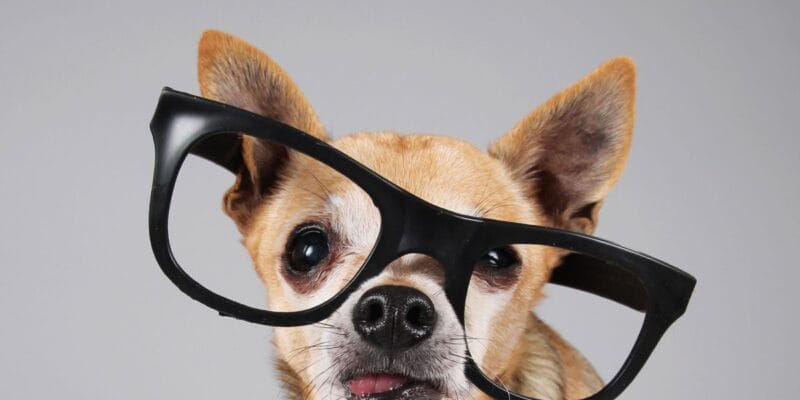 These are the best gadgets for your pet right now 18 these are the best gadgets for your