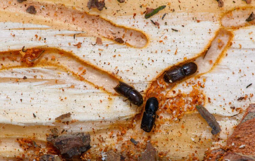 Tech News 1 fungus could be the insecticide of the