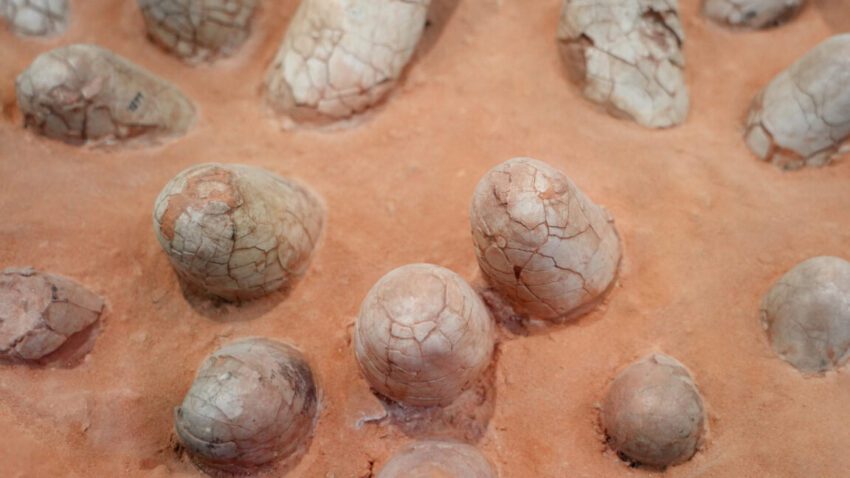 Tech News 9 dinosaur eggshells can reveal the age of