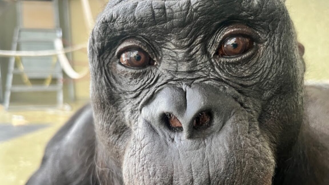 Watch Kanzi the bonobo pretend to have a tea party 3 watch kanzi the bonobo pretend to have